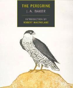 The Peregrine